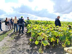 День поля в Воскресенском районе: с « NEWSEED» можно добиться  высоких  урожаев