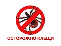 В Саратовской области становятся активными клещи – самое время вспомнить правила безопасности